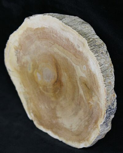 Petrified Wood Slab - Sweethome, Oregon #25861